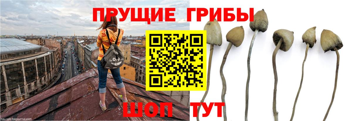 Галлюциногенные грибы Psilocybine cubensis  Вход с VPN  Аксай 